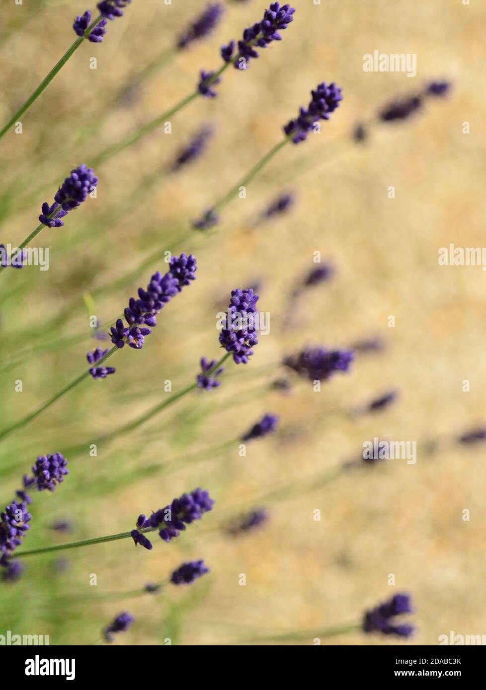Rami di lavanda fiorita Foto stock - Alamy