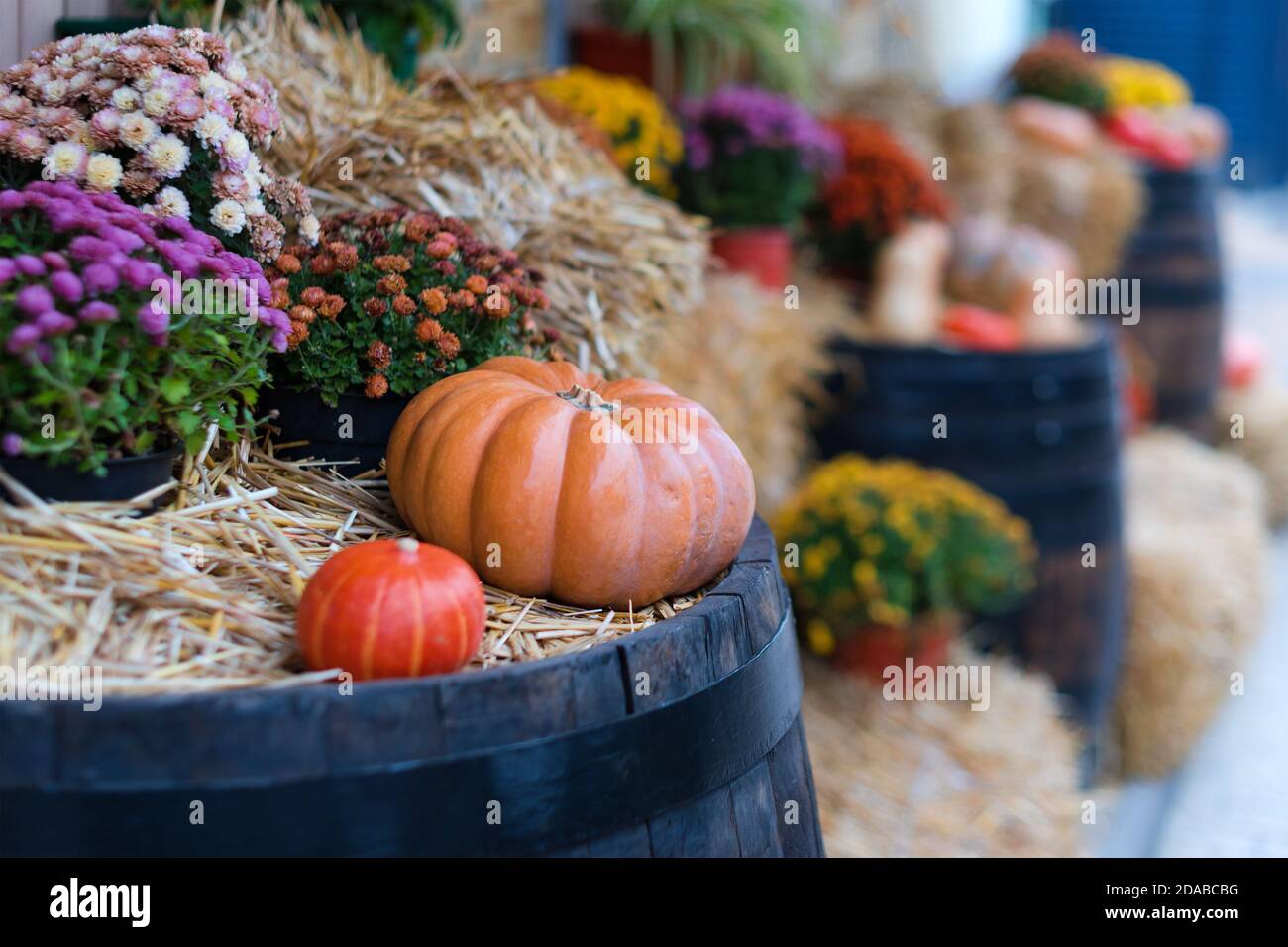 Decorazioni autunnali con balle di paglia naturale, zucche, fiori e vecchie botti di legno. Raccolta e giardino decorazioni esterne per Halloween, Ringraziamento Foto Stock