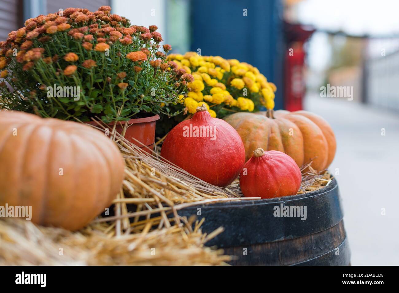Decorazioni autunnali con balle di paglia naturale, zucche, fiori e vecchie botti di legno. Raccolta e giardino decorazioni esterne per Halloween, Ringraziamento Foto Stock