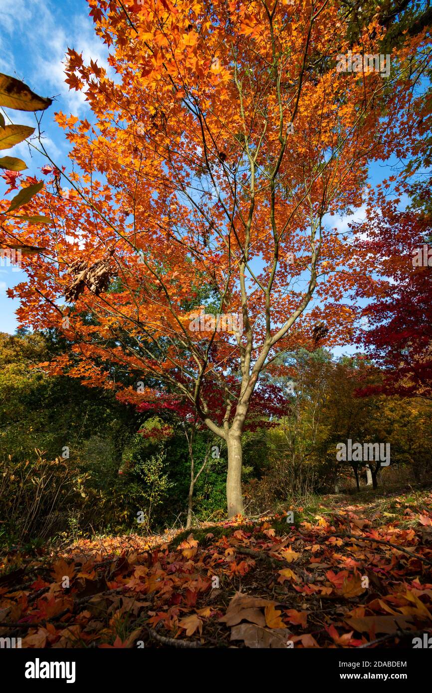 Ricchi colori autunnali nel giardino di campagna inglese Foto Stock