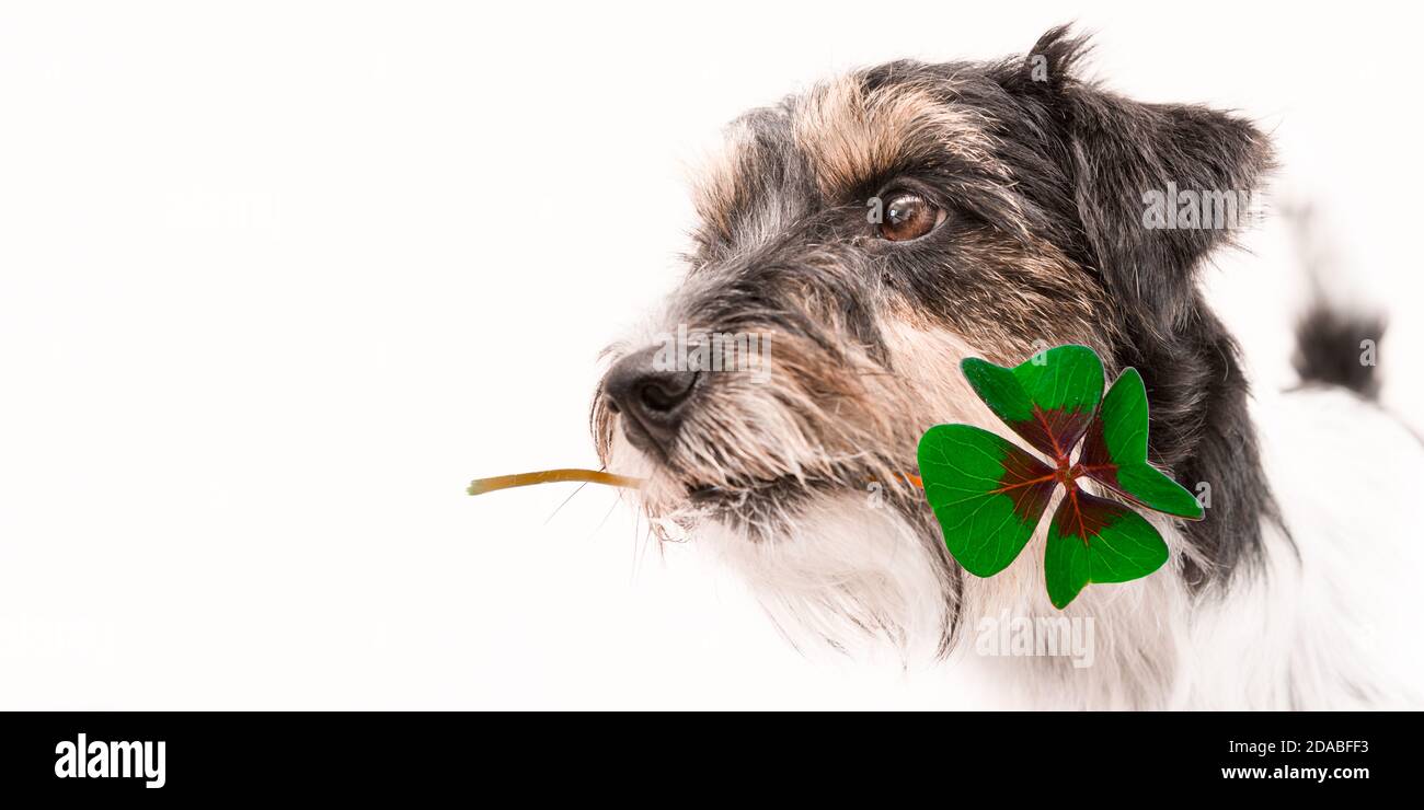 Carino Jack Russell Terrier cane sta tenendo un trifoglio di quattro foglie fascino fortunato Foto Stock