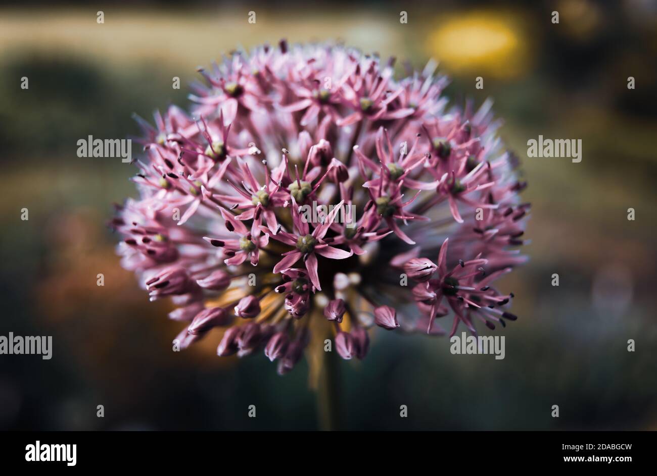 Primo piano della fioritura viola dell'allio. Fioritocco decorativo. DOF poco profondo Foto Stock