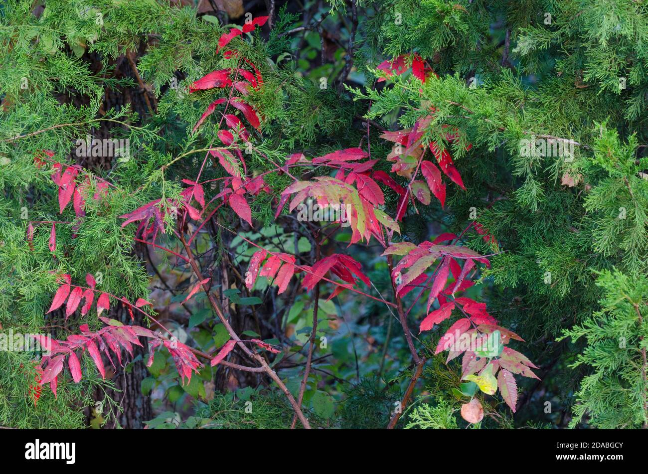 Smooth Sumac, Rhus glabra, crescendo attraverso il Cedro Rosso Orientale, Juniperus virginiana, in autunno Foto Stock