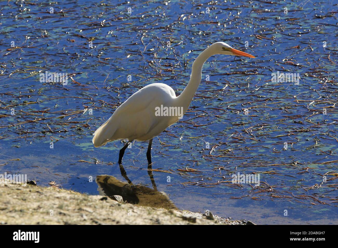 ottimo egret al bon tempe lake marin california Foto Stock
