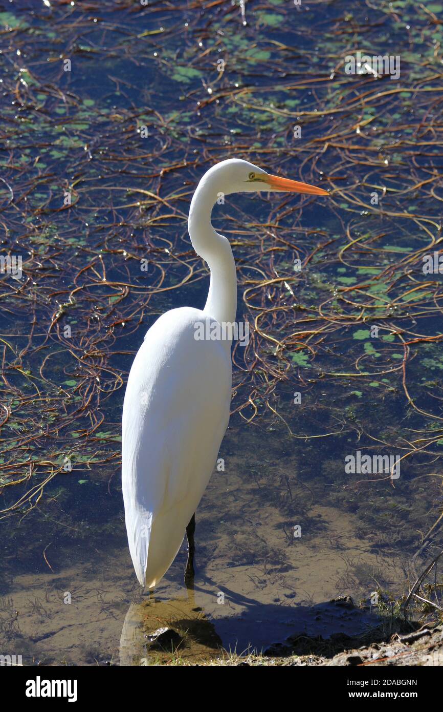ottimo egret al bon tempe lake marin california Foto Stock