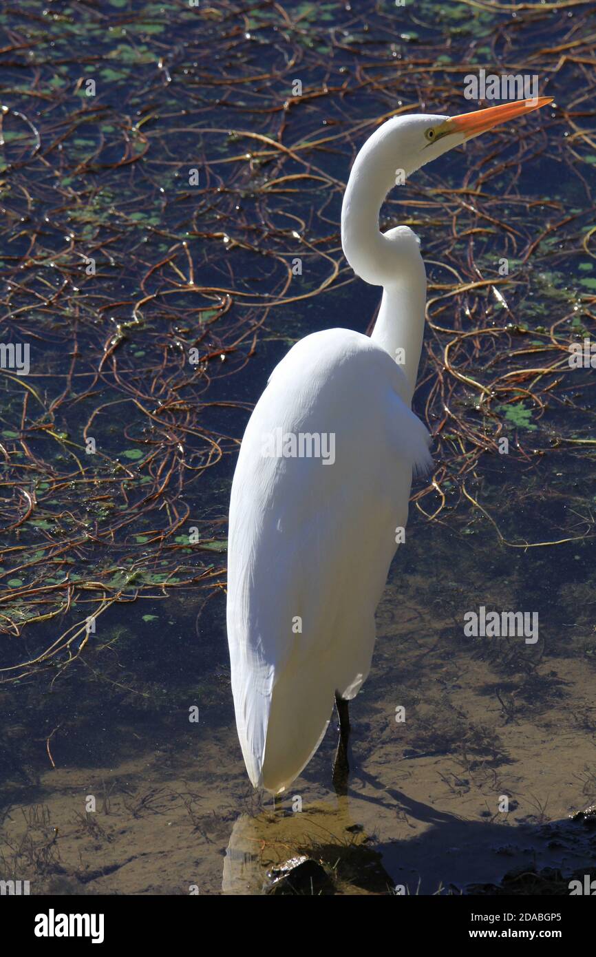 ottimo egret al bon tempe lake marin california Foto Stock