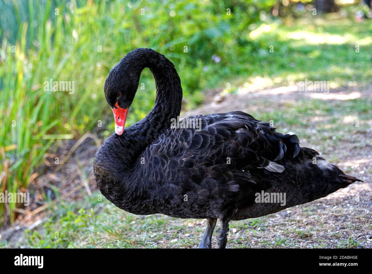 Singolo cigno nero guardando la macchina fotografica, foto uccello nero Foto Stock