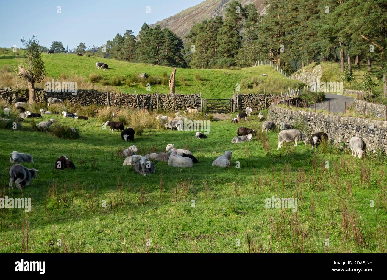 Flock of Herdwick Sheep Livestock Herdwicks in una fattoria in estate Lake District National Park Cumbria Inghilterra Regno Unito GB Gran Bretagna Foto Stock