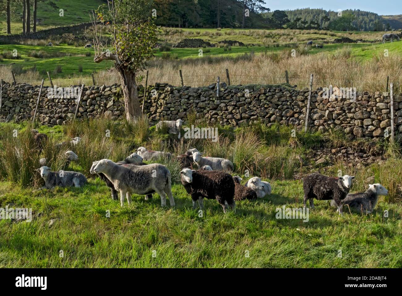 Flock of Herdwick Sheep Herdwicks in un campo in estate Lake District National Park Cumbria Inghilterra Regno Unito GB Gran Bretagna Foto Stock