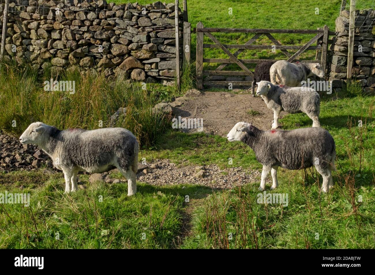 Bestiame di pecora di Herdwick in un campo in estate Lake District National Park Cumbria Inghilterra Regno Unito GB Gran Bretagna Foto Stock