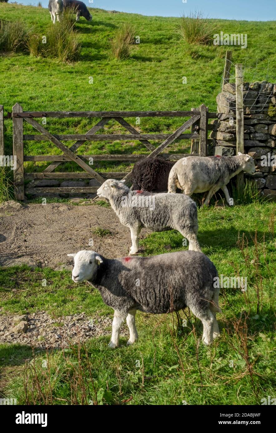 Animali di allevamento di pecore Herdwick in un campo nel Lake District National Park Cumbria Inghilterra Regno Unito Gran Bretagna Foto Stock