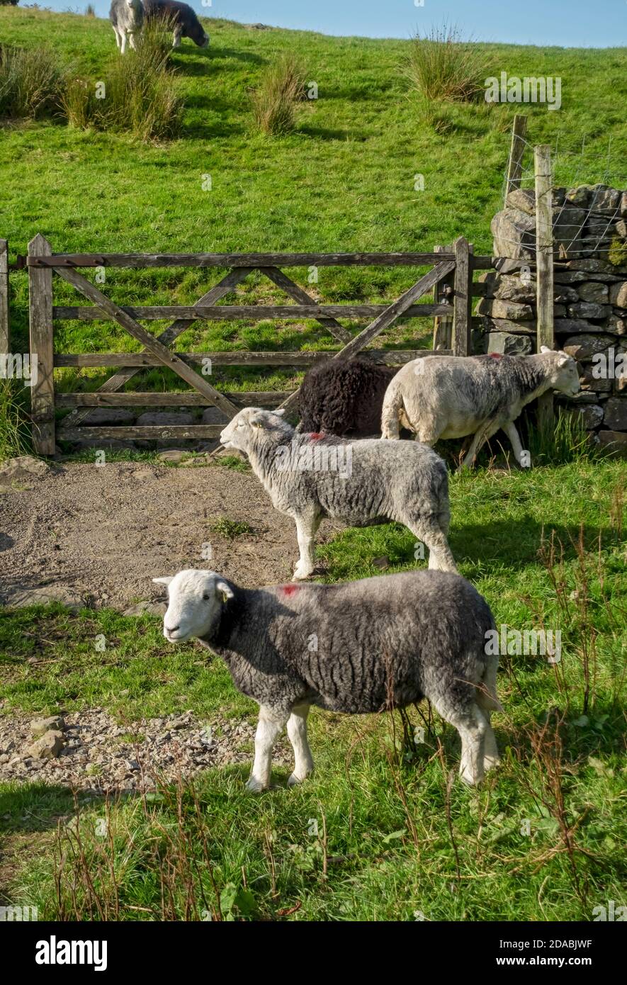 Bestiame di pecora di Herdwick in un campo in estate Lake District National Park Cumbria Inghilterra Regno Unito GB Gran Bretagna Foto Stock