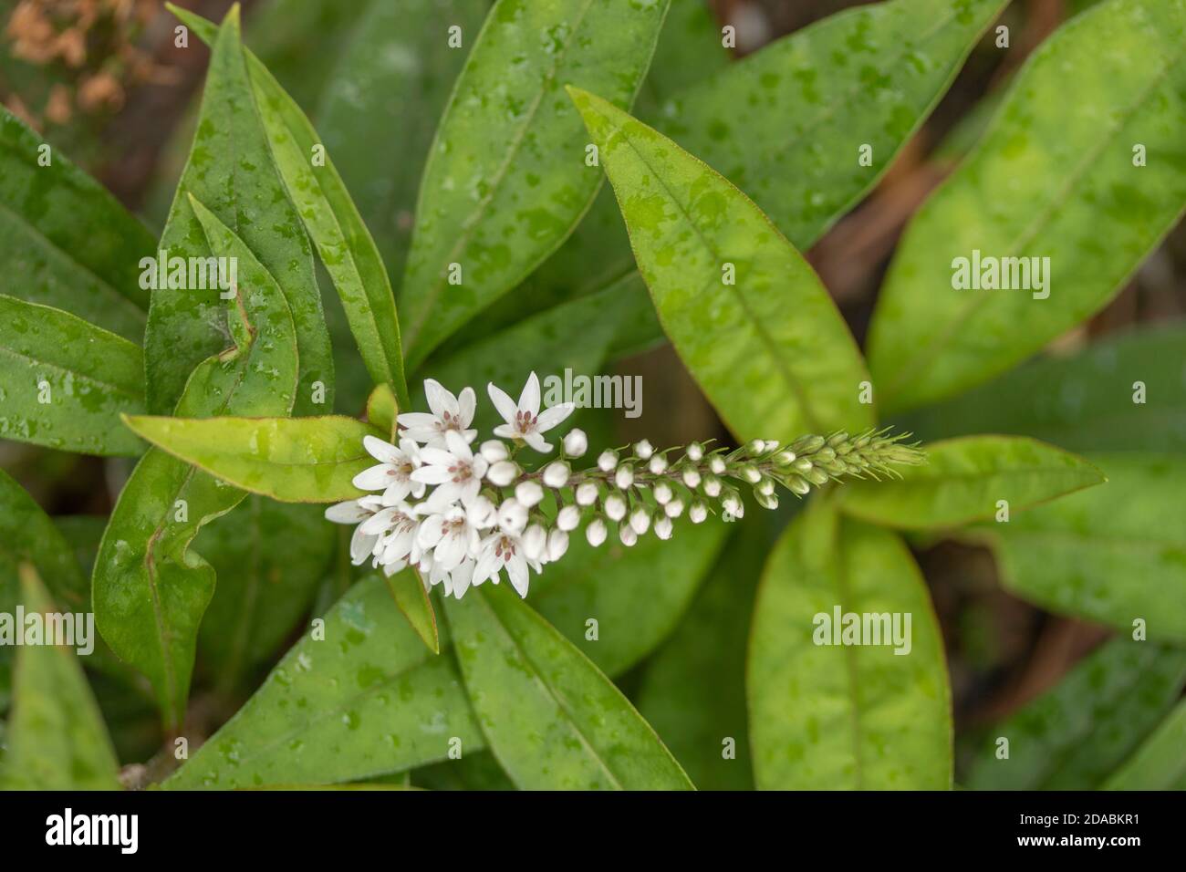 Lysimachia Clethroides fiore spike, fiori bianchi, e fogliame, ritratto naturale dei fiori Foto Stock