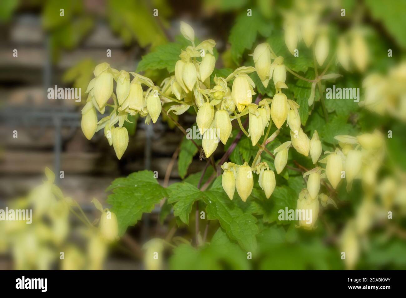 Clematis rehderiana, primo piano insolito ritratto naturale della pianta fiorente Foto Stock