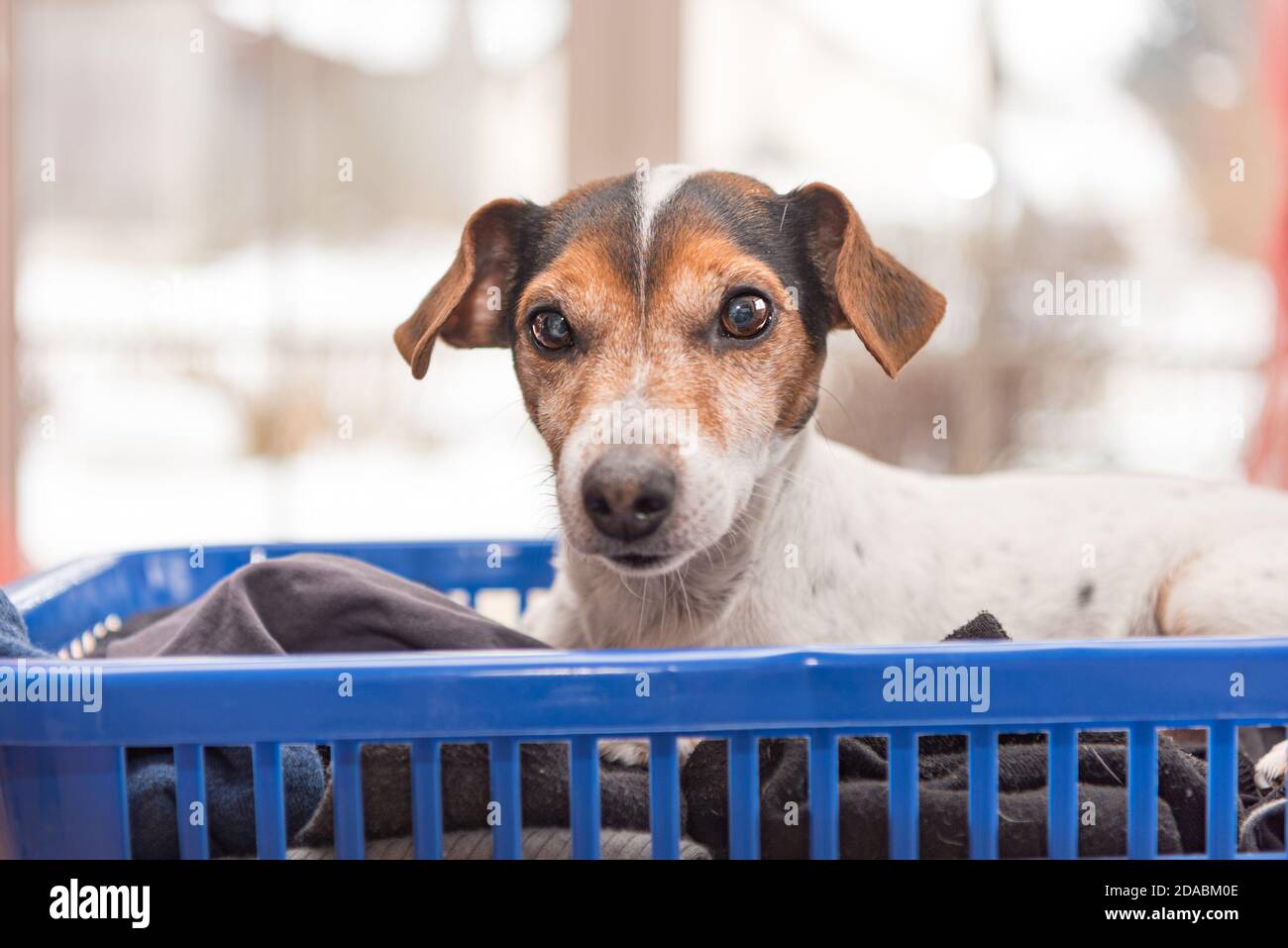 Il cane Beatuy si trova in un cestino di lavanderia con bucato fresco piegato e stirato al coperto. Jack Russell Terrier 10 anni. Tipo di capelli lisci Foto Stock