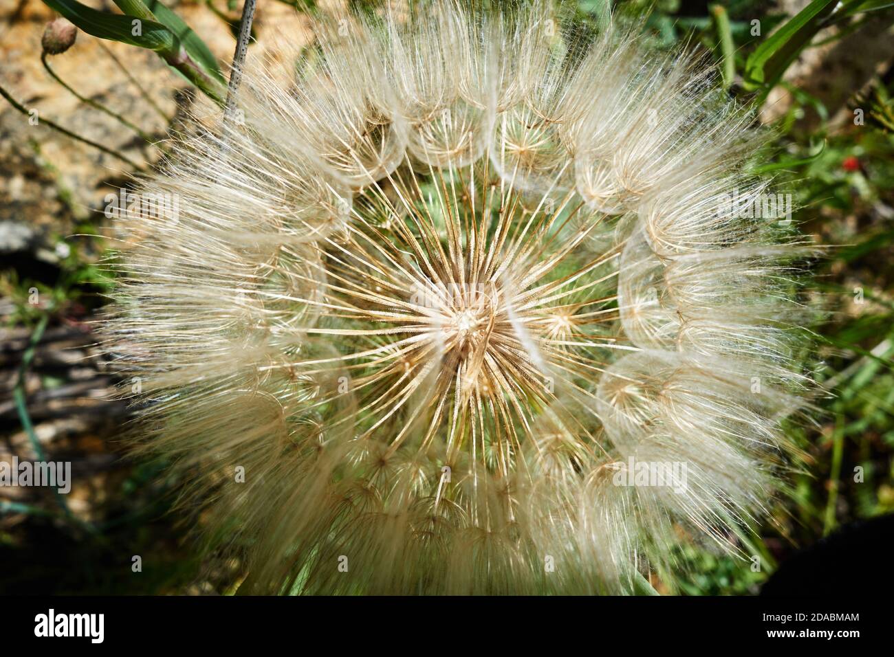 Taraxacum officinale, il dente di leone comune, è una pianta erbacea perenne fiorente della famiglia Asteraceae Foto Stock