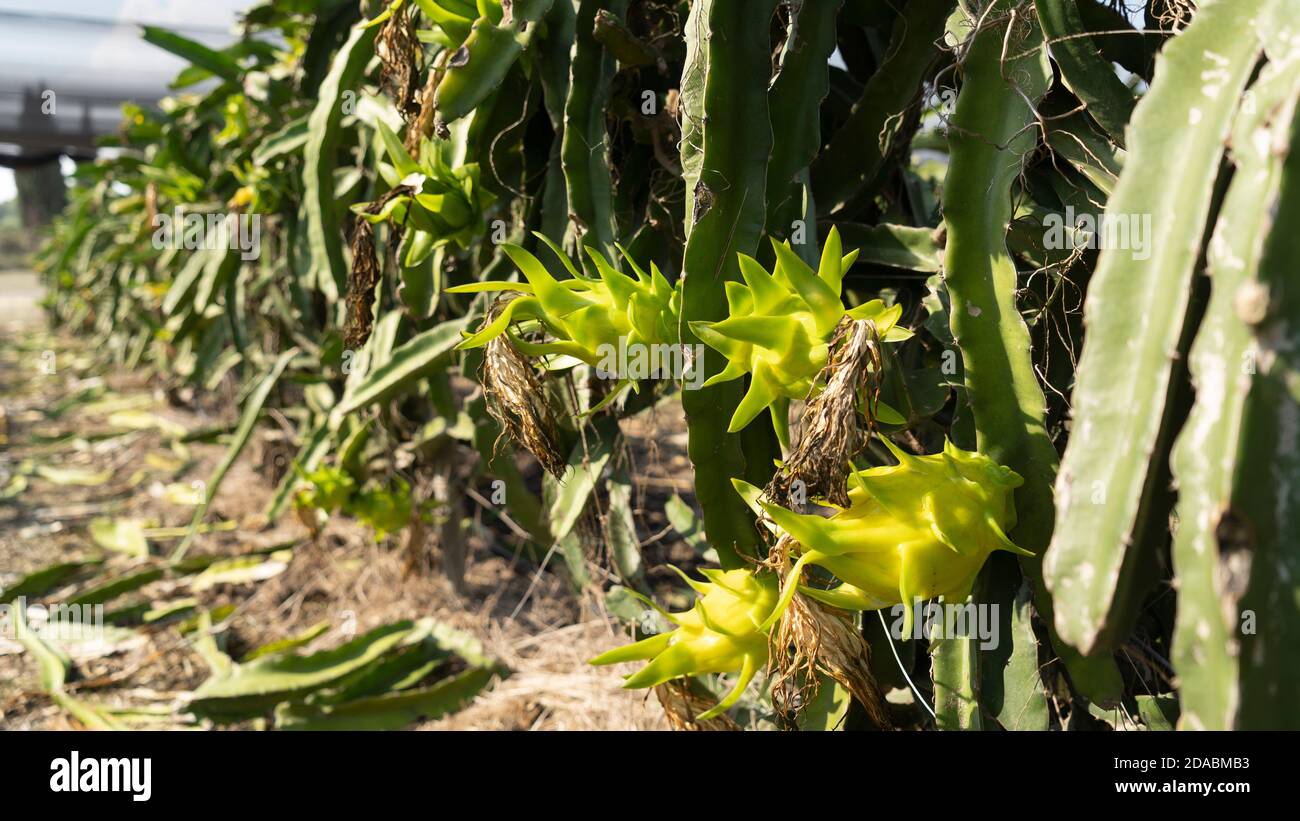 Pitaya frutta in cactus fattoria Foto Stock