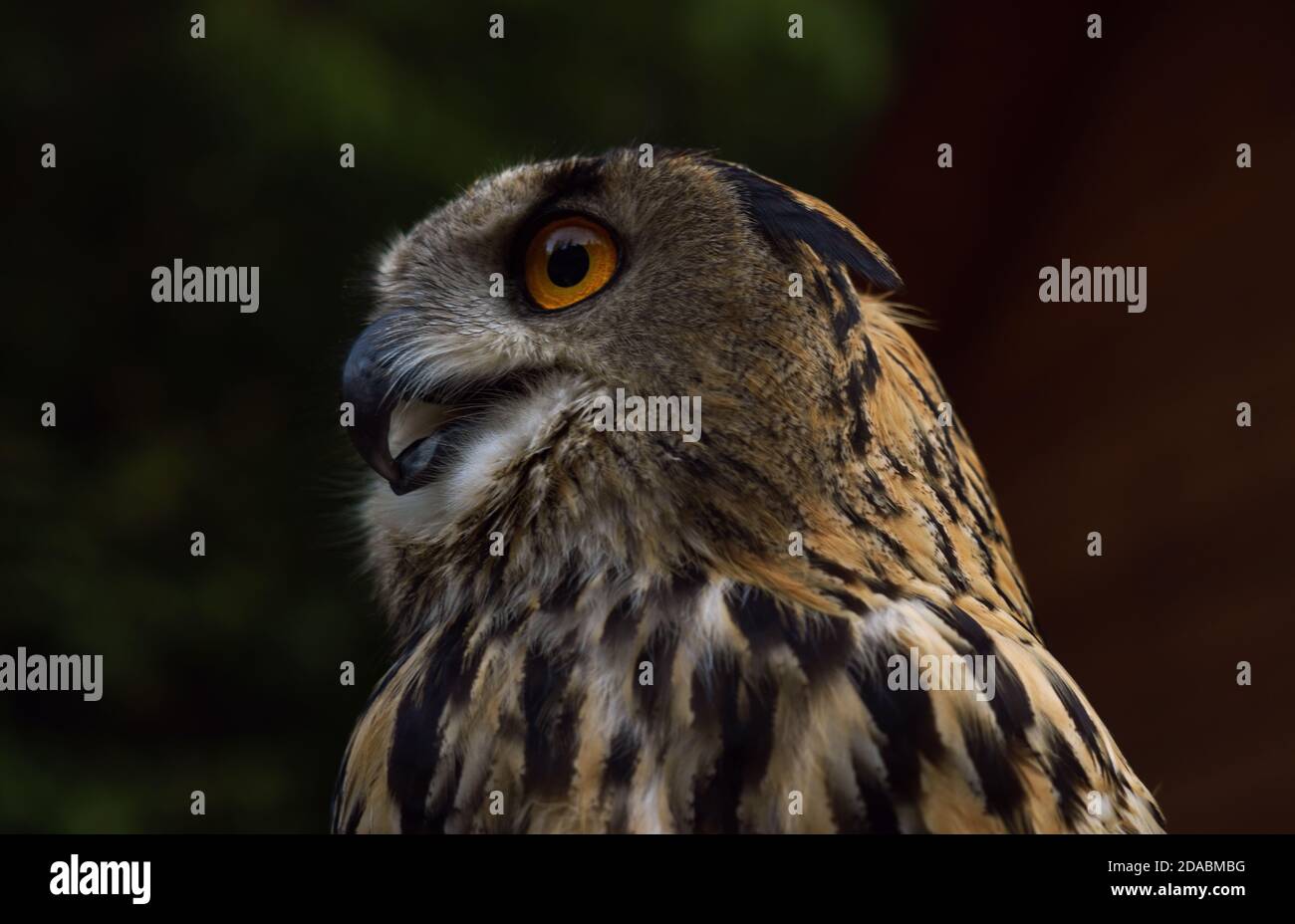 Profilo di gufo di aquila eurasiatica nel selvaggio Foto Stock