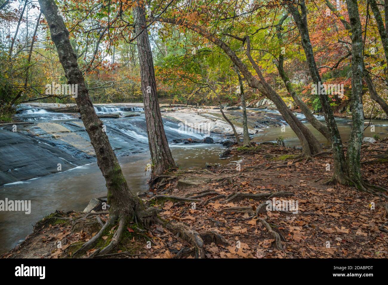 Alberi pendenti con radici esposte sopra l'acqua poco profonda che scorre a valle sul terreno roccioso con i boschi colorati in lo sfondo in aut Foto Stock