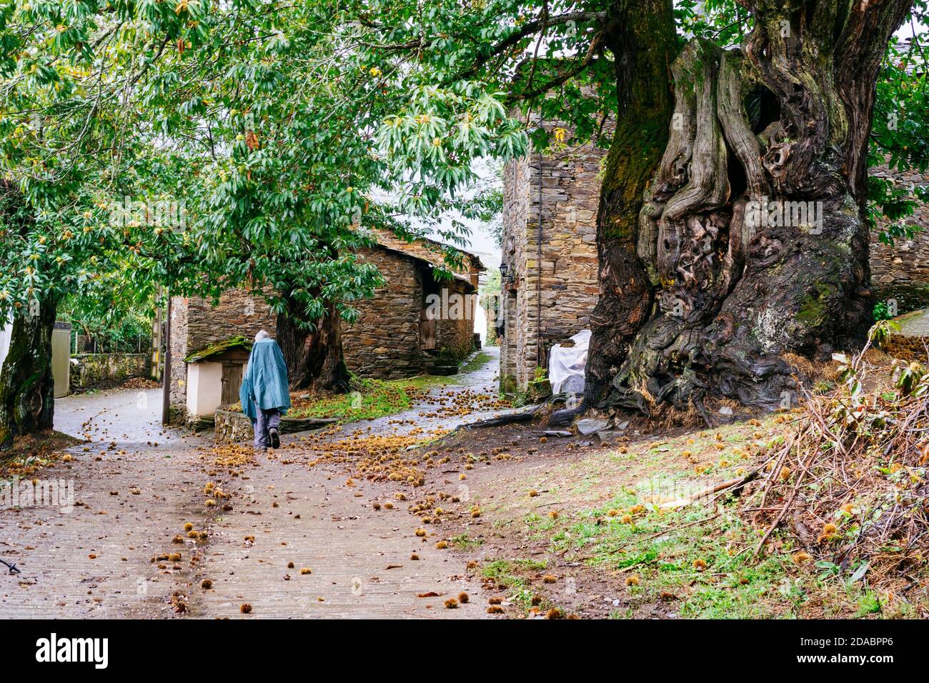 Un pellegrino vicino all'albero di castagno di Ramil. Castagno di oltre 800 anni e 8 metri di larghezza nel villaggio di Ramil. Modo francese, modo di San Giacomo Foto Stock