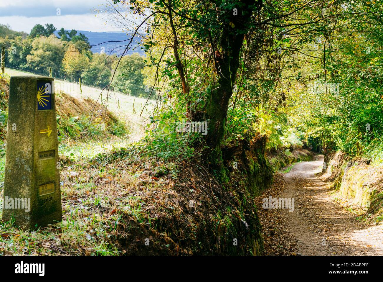 Il sentiero tra le foreste galiziane, alla periferia di Triacastela. Triacastela, Lugo, Galizia, Spagna, Europa Foto Stock