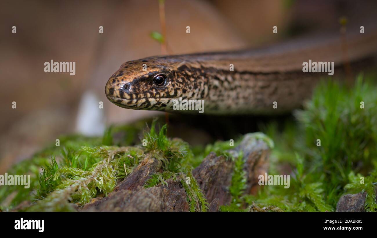 Macro Head Shot di un comune Slow Worm, Anguis fragilis che si muove attraverso Moss sul pavimento della foresta. Hampshire Regno Unito Foto Stock