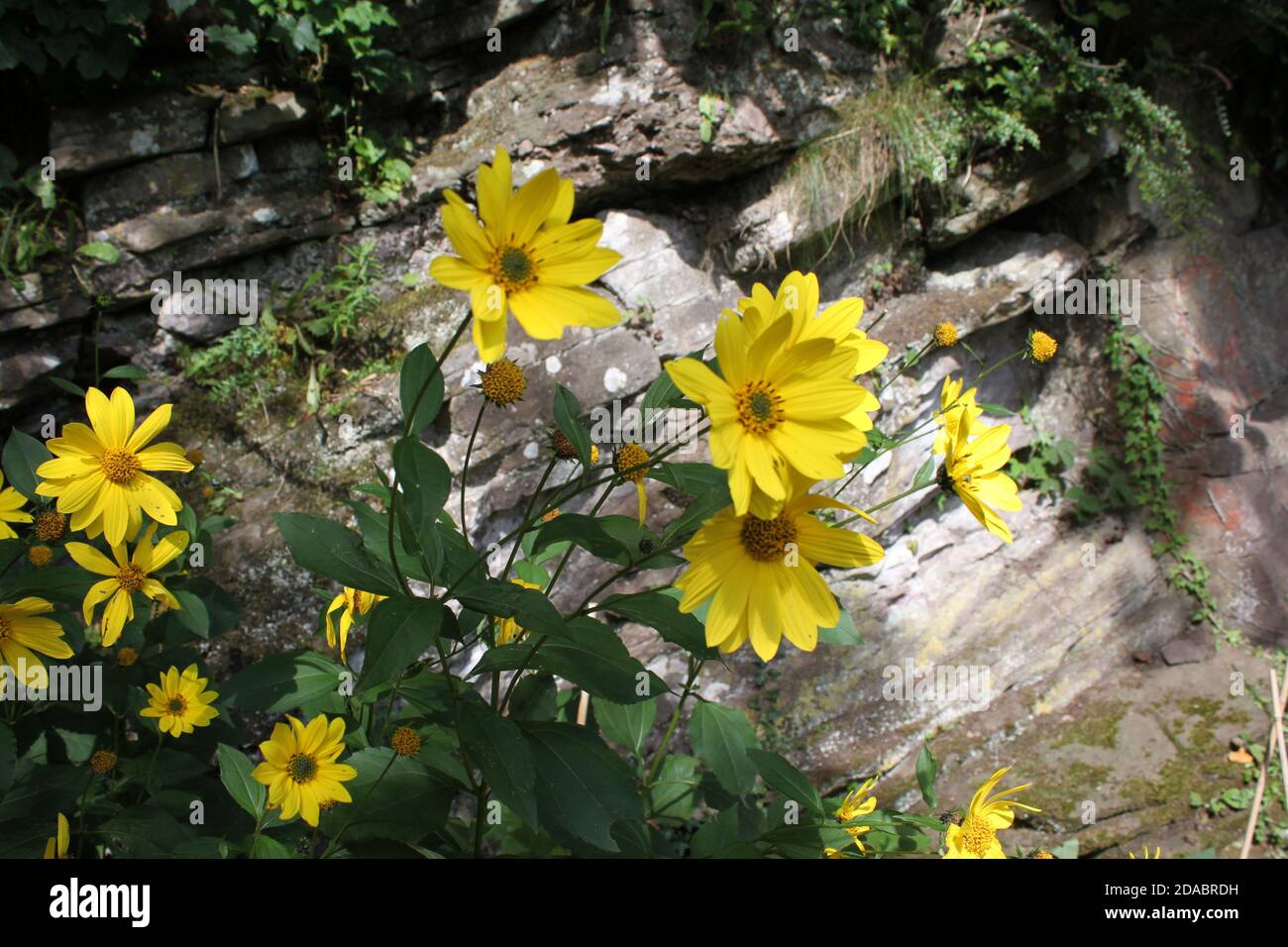 Fiori gialli luminosi posizionati contro le pareti di pietra. Piante gialle usate come bordi. Lavoro soleggiato o relax nella natura. Parchi pubblici, Regno Unito. Foto Stock