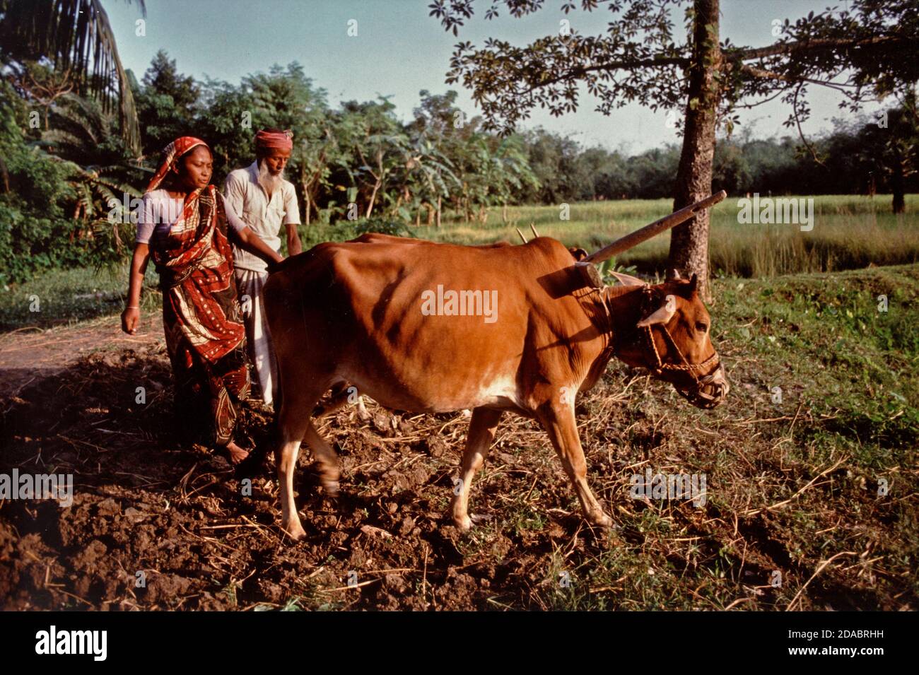 I ruoli di genere tradizionali sono stati spesso infranti in Saptagram e non sono stato abituato a vedere uomini e donne che coltivavano la terra insieme. La bella luce del mattino in Bangladesh, certamente aiutato. Bangladesh. Foto Stock