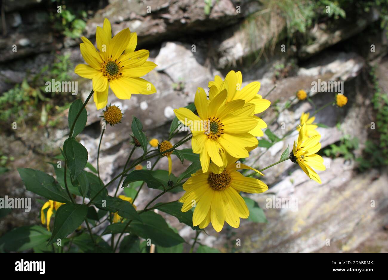 Audaci fiori gialli contro il tradizionale muro di pietra. Sole in giardino, parchi estivi. Raggi di sole che si riflettono su petali gialli luminosi. Foto Stock