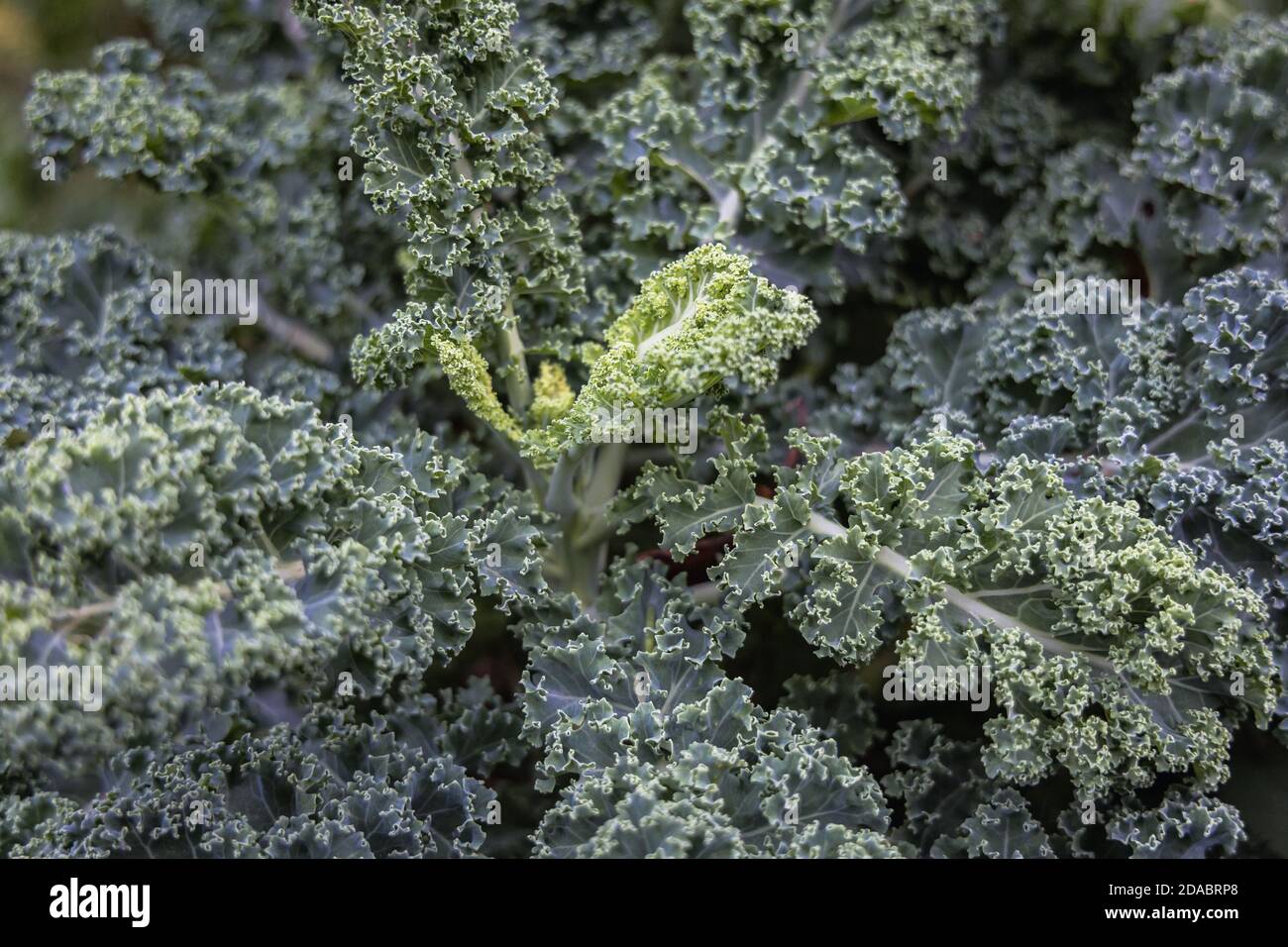 Primo piano sulle foglie di Kale - cavolo a foglia nel giardino di casa, Polonia Foto Stock