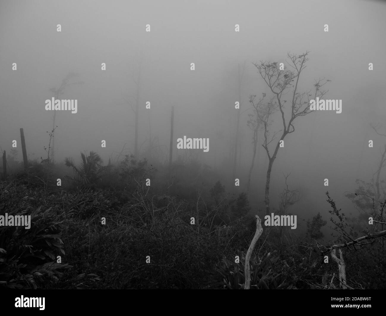 Alberi secchi all'interno di un sacco di nebbia nelle montagne della Sierra Maestra intorno a la Gran Piedra a Santiago de Cuba, Cuba Foto Stock