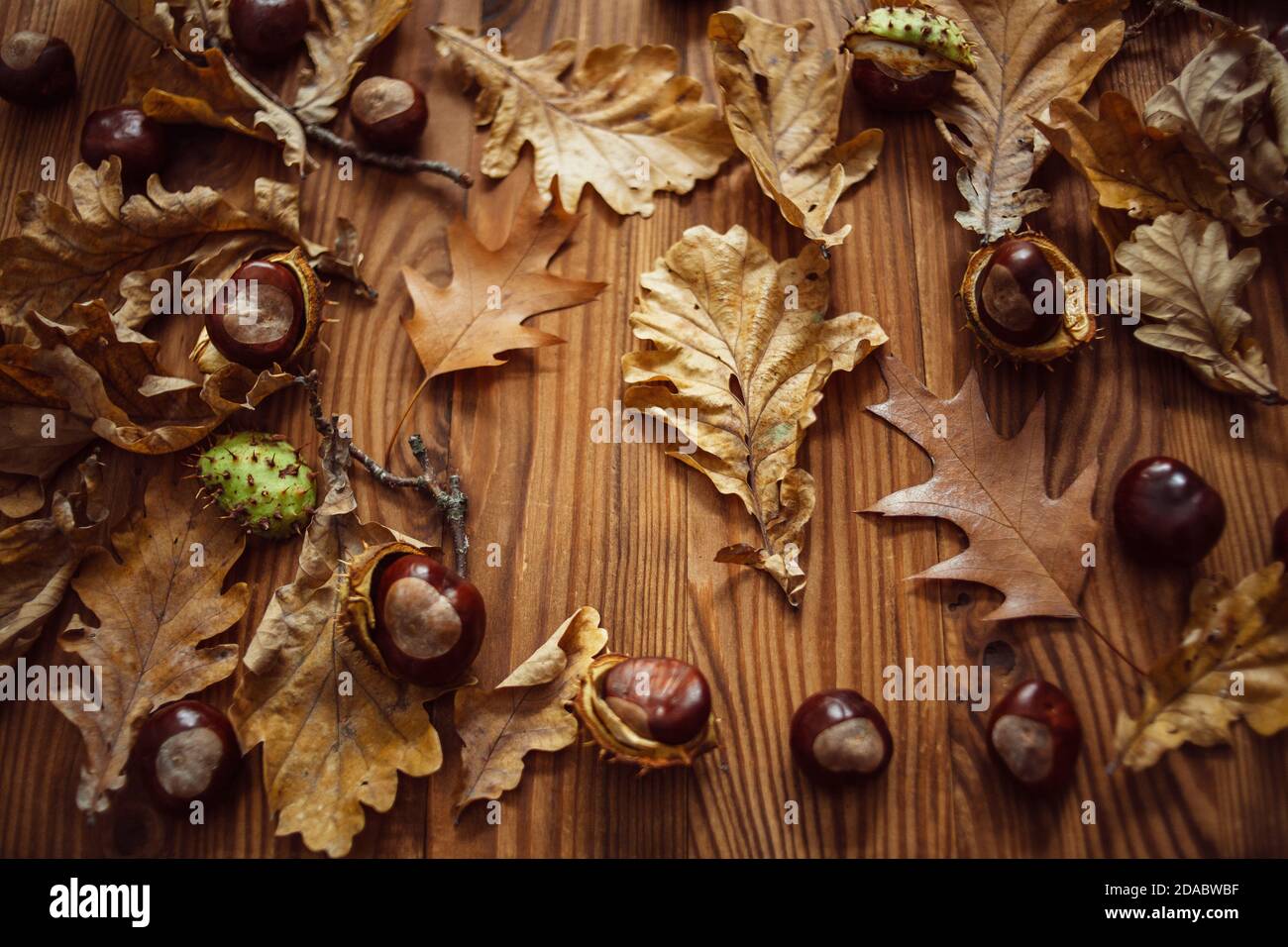 Vista dall'alto di una composizione di foglie di quercia e acero, castagne mature su tavola di legno marrone. Umore autunnale. Foto Stock