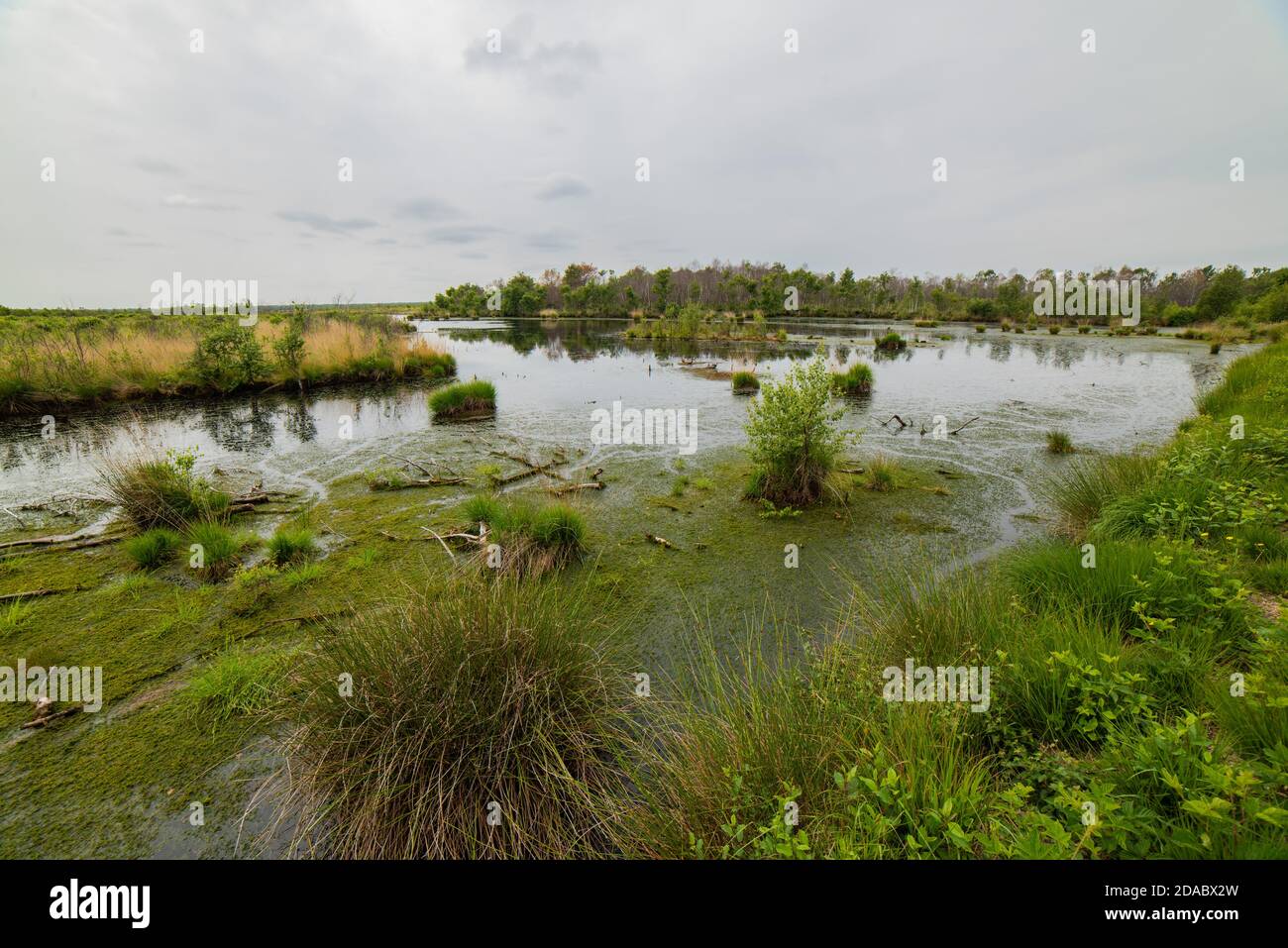 Ampia vista delle zone bagnate della grande brughiera vicino a Goldenstedt. La brughiera è caratterizzata da una ricca flora e fauna come la rugiada. Foto Stock