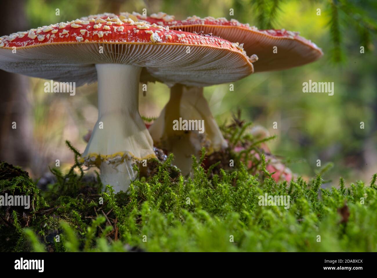 Primo piano di un gruppo di mosche agariche nel bosco. La posizione della telecamera molto profonda guarda fuori da sotto i cappelli a fungo. Foto Stock