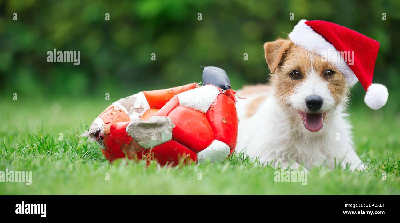 Felice festa di natale carino cucciolo di cane di santa animale domestico sorridente con la sua palla regalo masticato. Banner Web con spazio per la copia. Foto Stock