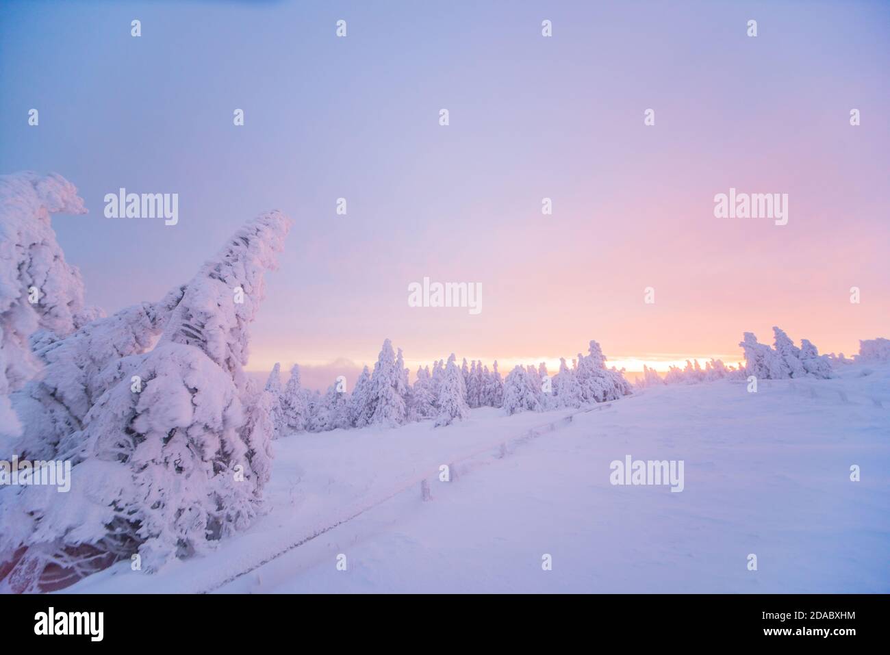 Alba sul Brocken. Il sole illuminava sia le nuvole che gli alberi innevati di rosso profondo. Foto Stock