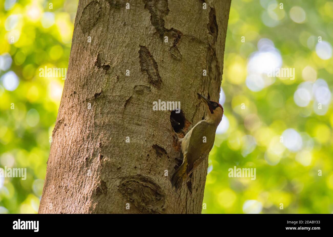 Primo piano di un picchio verde con giovani all'ampia grotta in alto su in un faggio. In tempo soleggiato, lo sfondo è verde chiaro attraverso il verde. Foto Stock