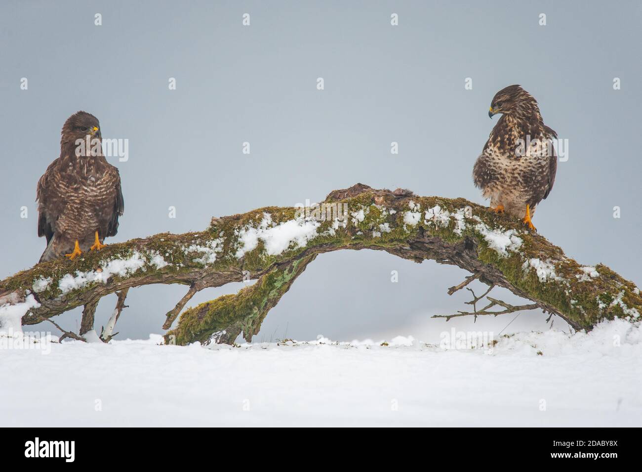 Due buzzard si guardano l'un l'altro da una distanza su un ramo. Il terreno è coperto di neve e anche il ramo è coperto. Foto Stock