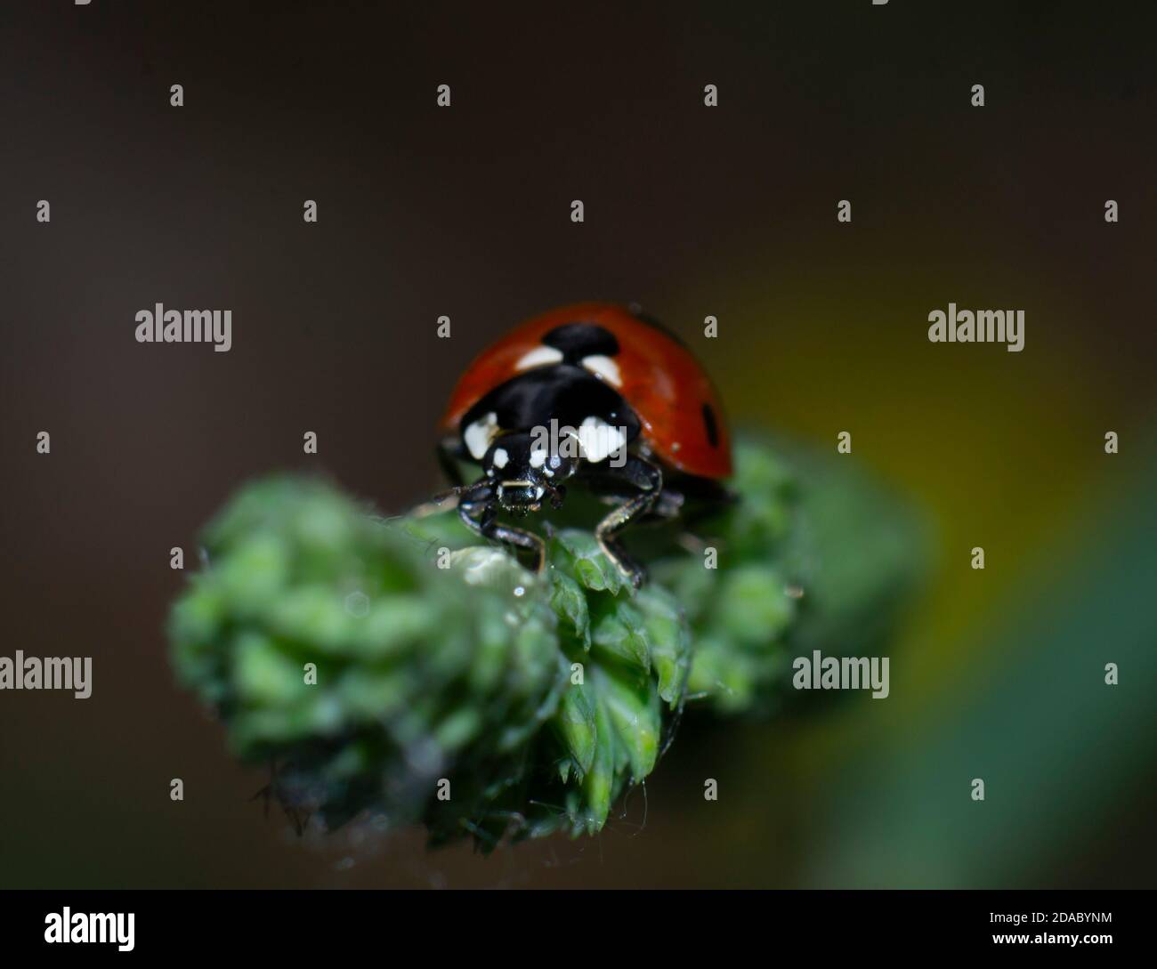 Primo piano di ladybird a sette punti su una foglia Foto Stock