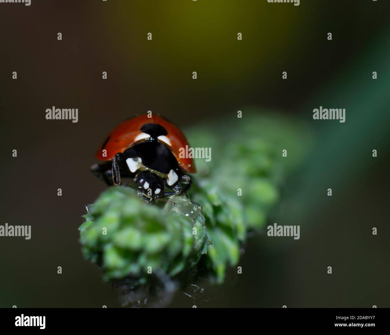 Primo piano di ladybird a sette punti su una foglia Foto Stock