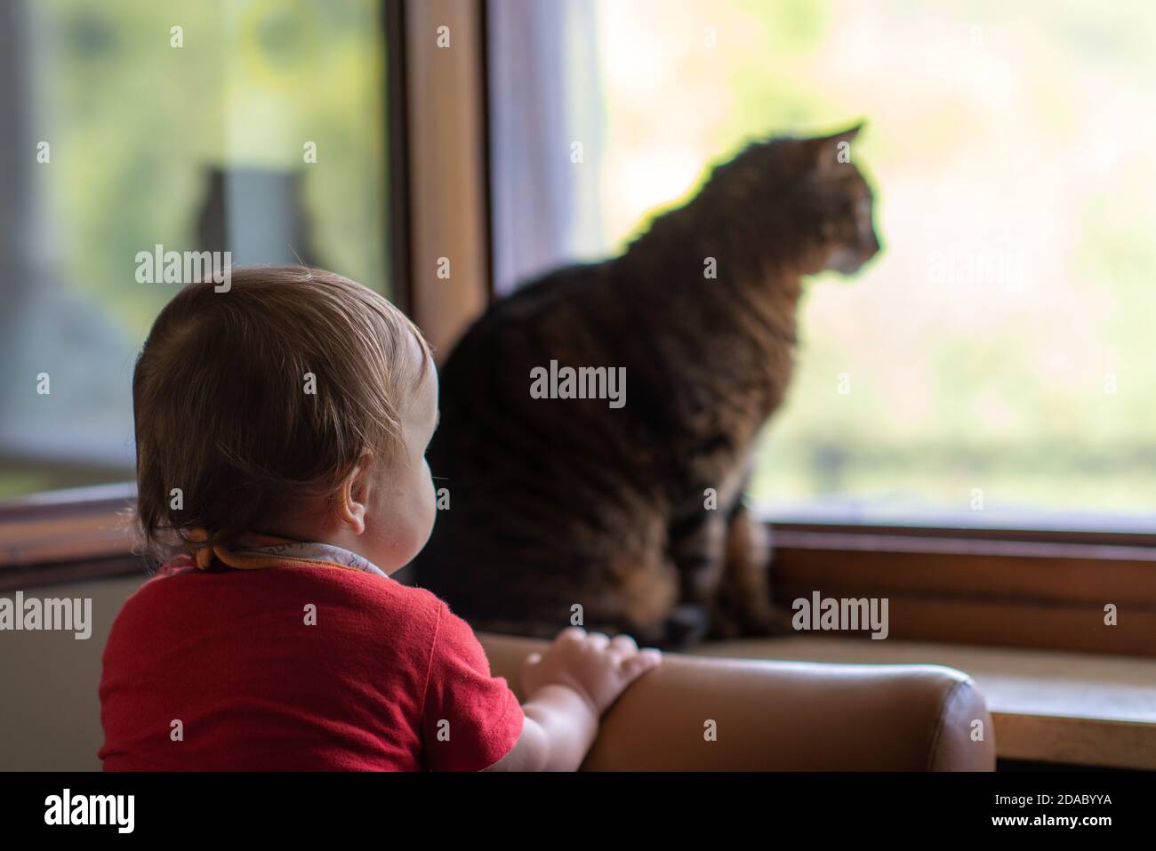 Vista posteriore del bambino e di un gatto entrambi guardando la finestra Foto Stock