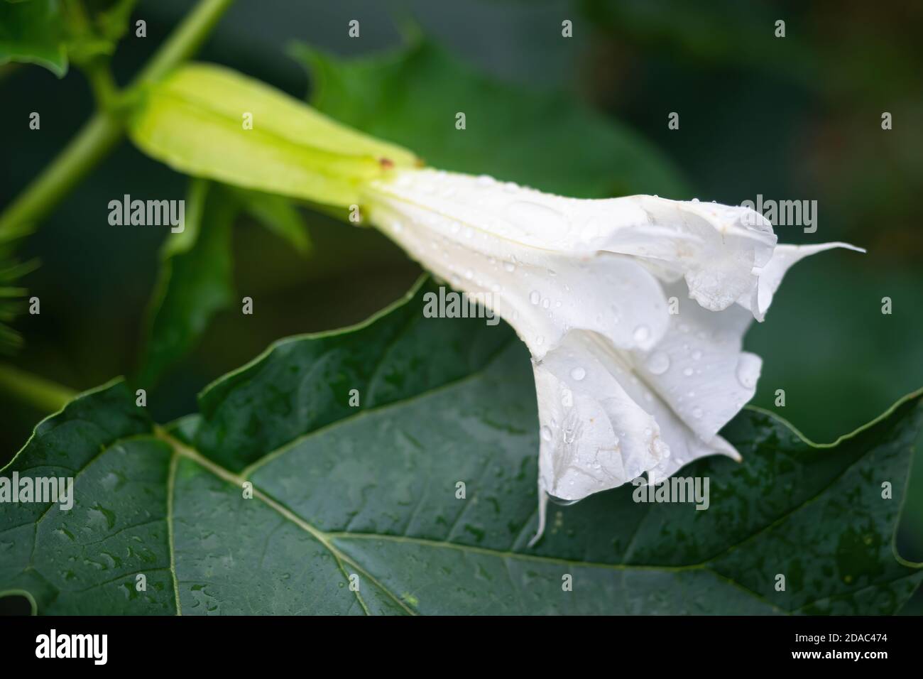 Particolare del fiore bianco a forma di tromba della pianta di allucinogeno Devil's Trumpet (Datura Stramonium), chiamato anche Jimsonweed con gocce d'acqua. Foto Stock