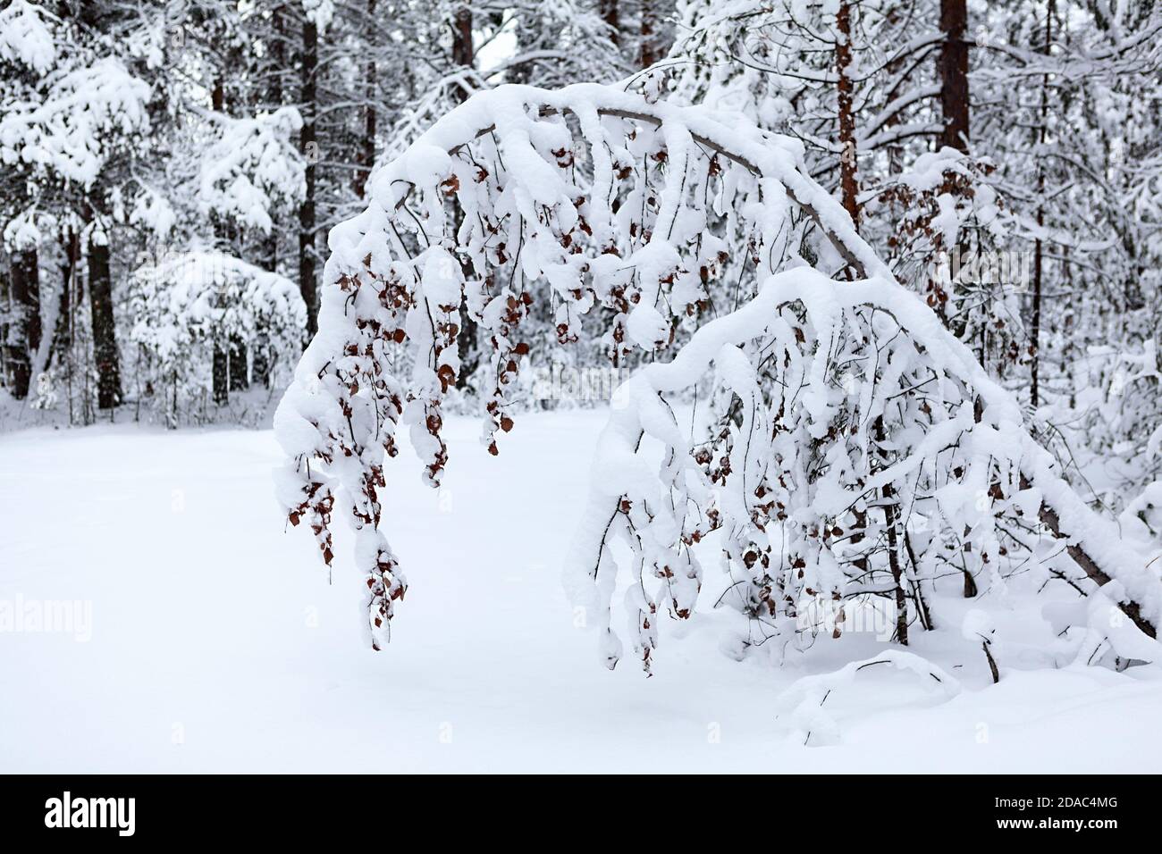 Ramo di albero appeso sotto il peso di neve pesante dentro una foresta fredda invernale Foto Stock