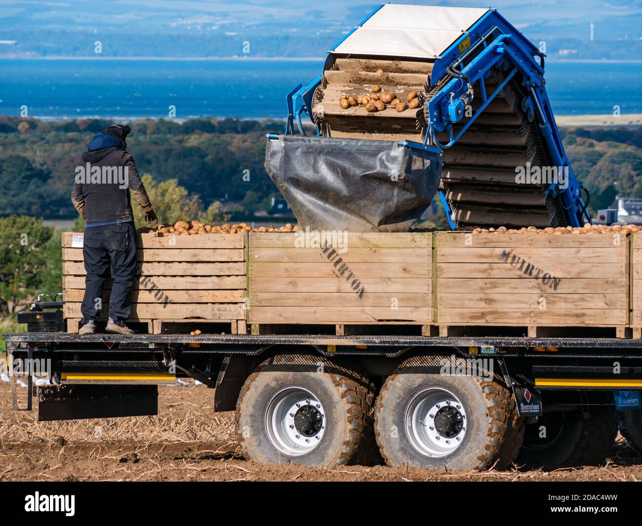Lavoratore agricolo su macchine per rimorchi agrilculturali alla raccolta delle patate con vista di Firth of Forth, East Lothian, Scozia, Regno Unito Foto Stock