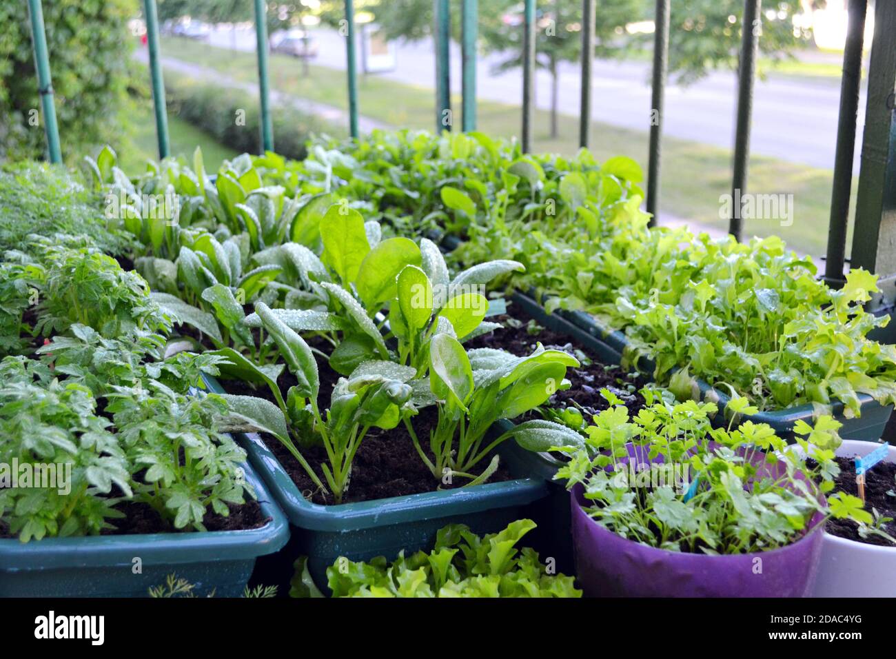Piccolo giardino su un balcone di una casa di blocco nella città europea. Ortaggi ed erbe che crescono in scatole di piante e vasi di fiori n l'ambiente urbano. Foto Stock