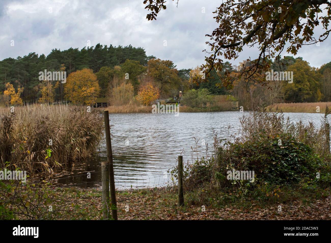 Si affaccia sulla sala da tè del piccolo laghetto Frensham Vicino a Guildford Surrey Foto Stock