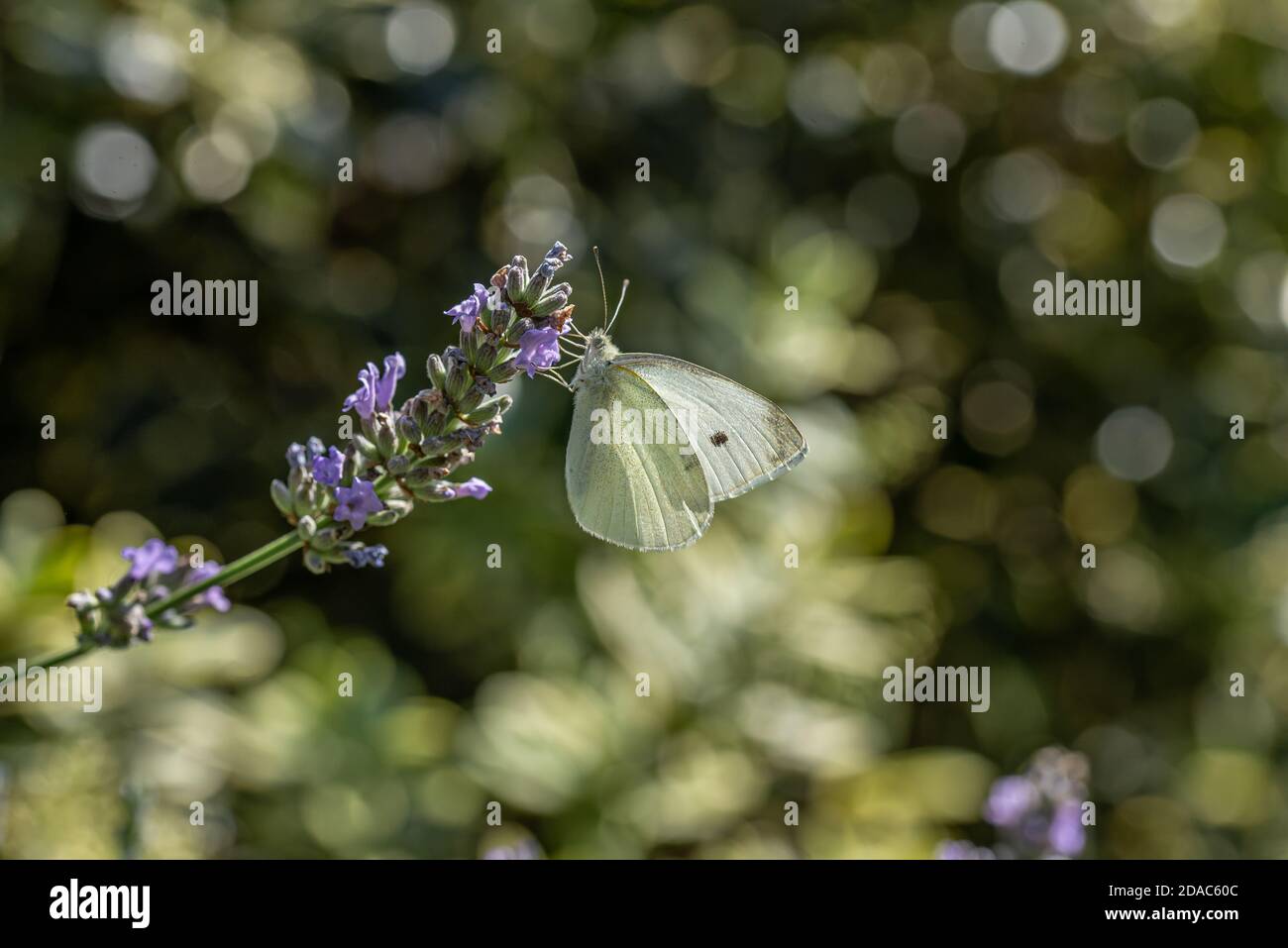 Il cavolo bianco butterfly Foto Stock