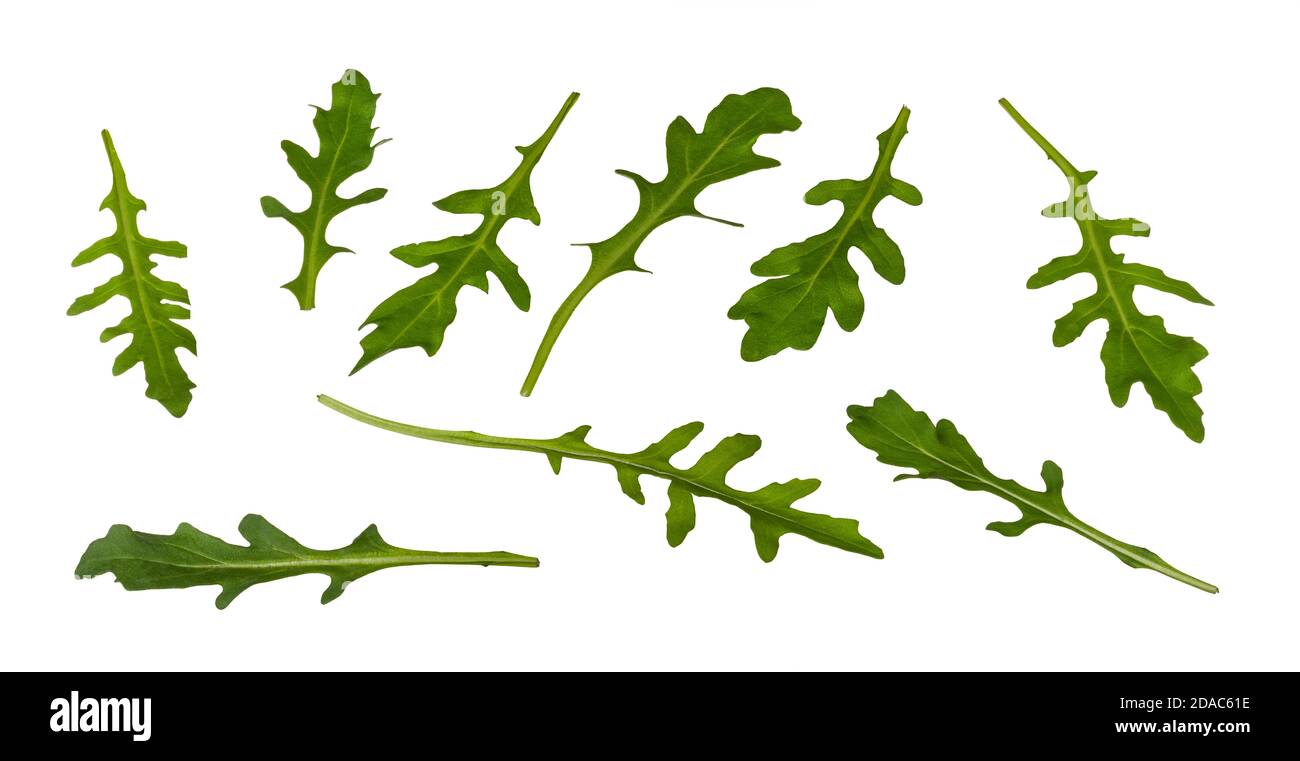 Set di foglie di rucola verde isolate su sfondo bianco. Eruca sativa. Vegetale sano crudo foglia. Fonte di folato, vitamina K, A o C e calcio. Foto Stock