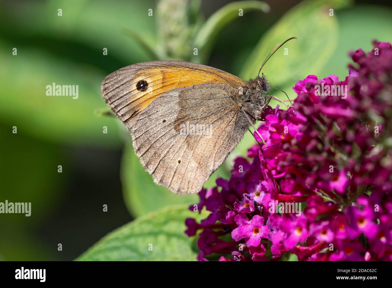 Farfalla di gatekeeper Foto Stock