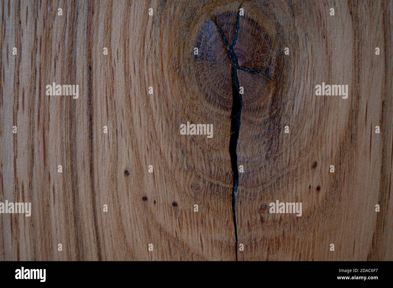 legname di quercia annodato Foto Stock